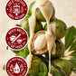 Shea Nilotika Cold Pressed Virgin Shea Butter MARRAKESH MENTHE VANILLA